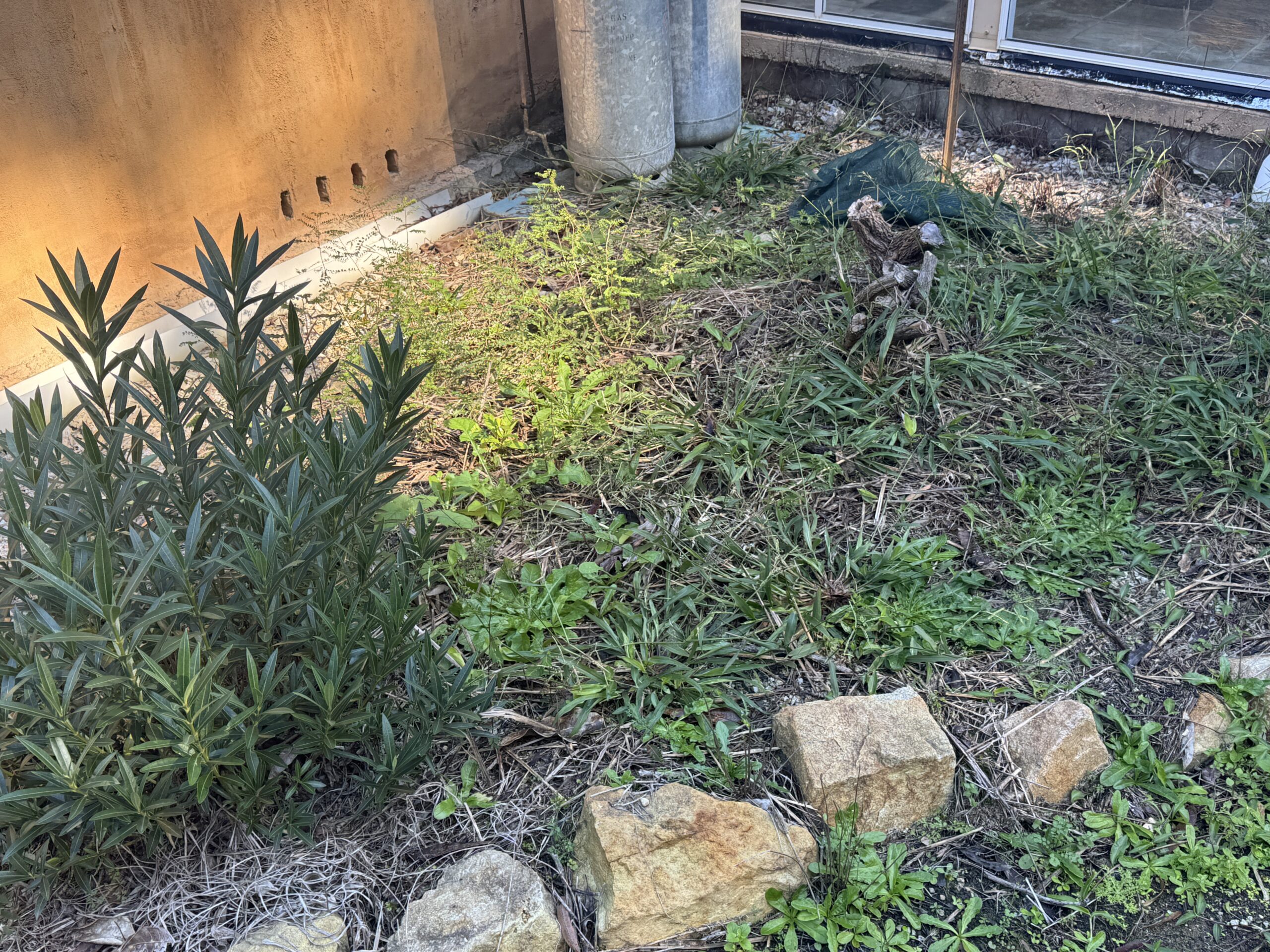 Overgrown garden area before maintenance in Valla